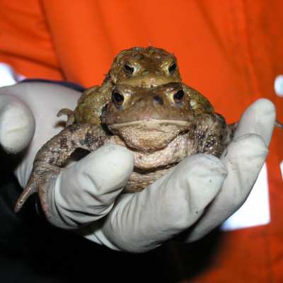 Zwei Kröten liegen übereinander in einer menschlichen Hand und schauen Richtung Kamera