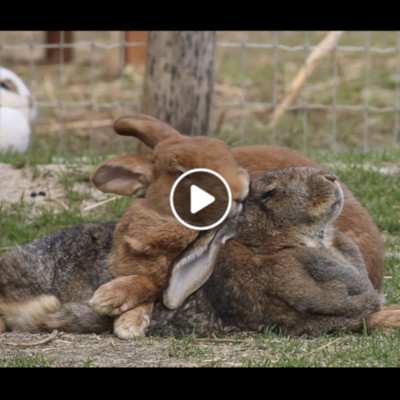 Ein putziges Wochenende mit Linus & Lilli