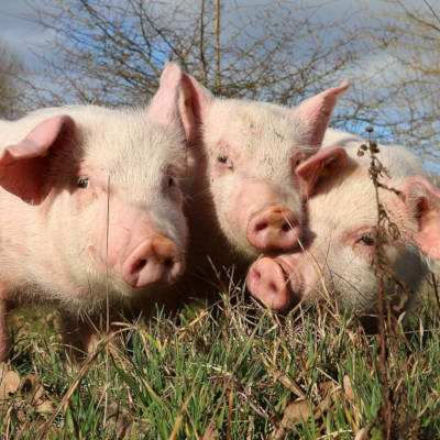 Dramatischer Unfall wird zum Glück für drei Ferkel: Felix, Helge & Knut