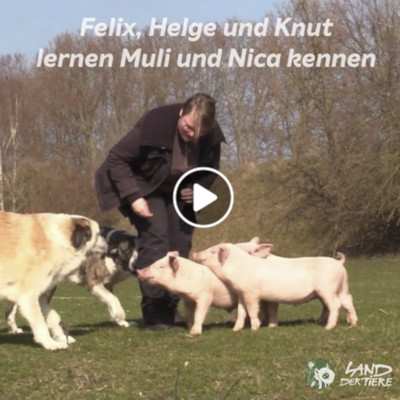 Ferkel Felix, Helge und Knut lernen die Hunde kennen