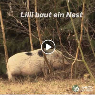 Schweinedame Lilli baut ein Nest