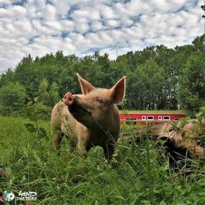 Das Schweineland wird erweitert!