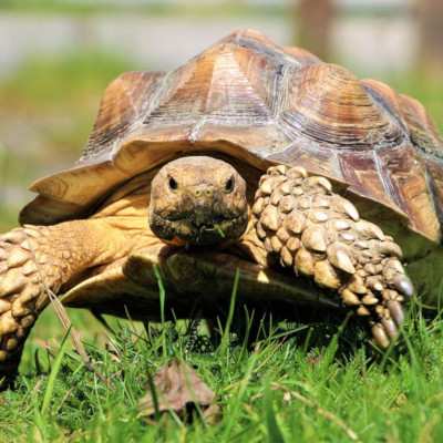 Feinstes Ausflugswetter - nicht nur für Schildkröten.