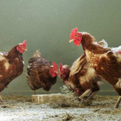 die Meiers, Hühner im Land der Tiere, dem Gnadenhof/Lebenshof zwischen Hamburg und Berlin