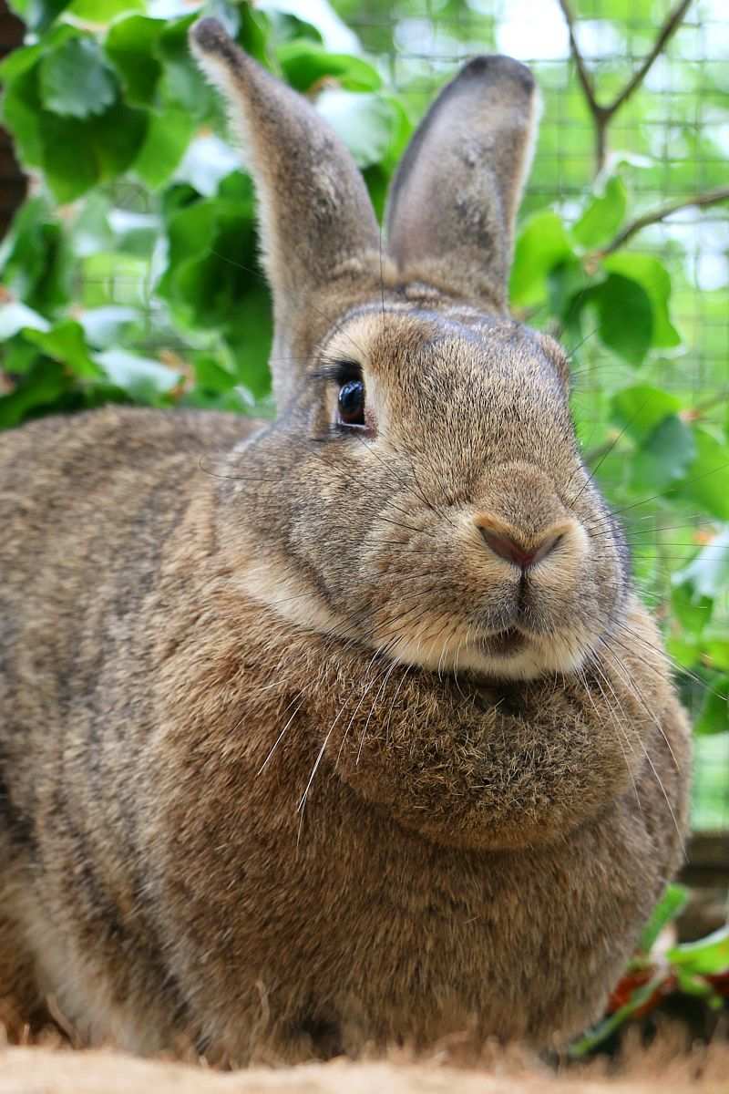 Kaninchen Heinrich im Land der Tiere