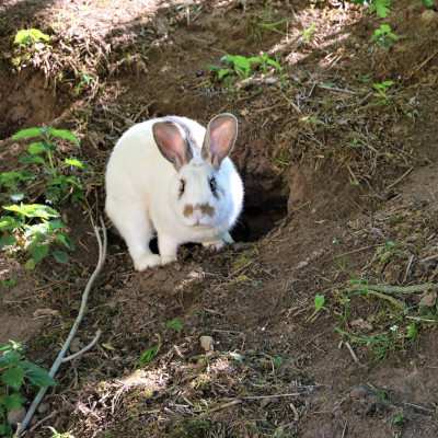 Kaninchen Keks buddelt im Land der Tiere