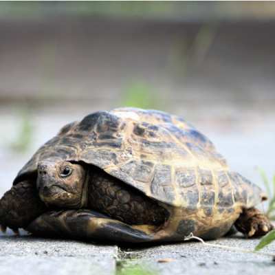 Landschildkröte Apple Pie