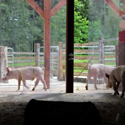 Der gestrige Spaziergang mit Felix, Knut und Helge führte schnurstracks ins Schweineland - und dort wohnen sie jetzt!