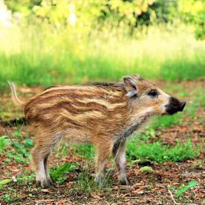 Wildschwein Pippa im Land der Tiere