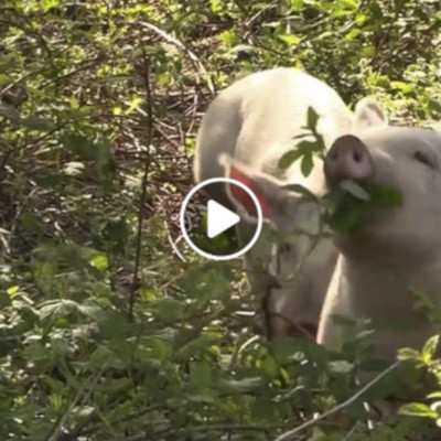 Helge, Felix und Knut zu Besuch bei den großen Schweinen im Schweineland