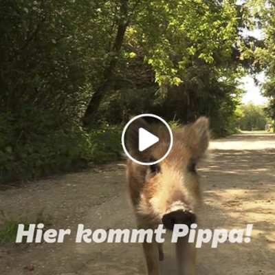 Hier kommt Wildschweinbaby Pippa!