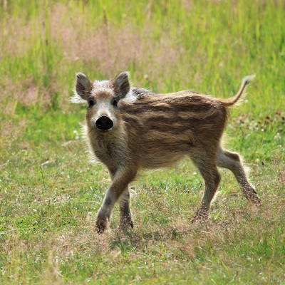 Wildschwein Pippa im Land der Tiere