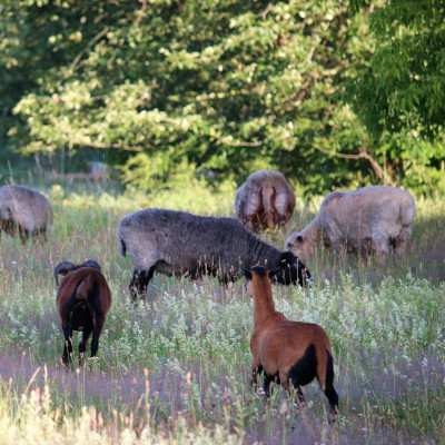 Schaf-Spaziergang bei Sonnenaufgang.