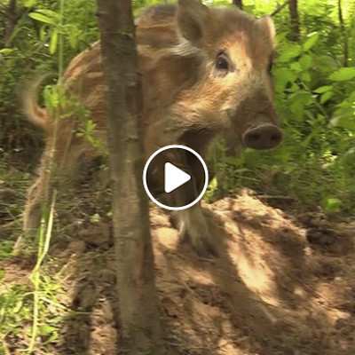 Wildschwein Pippa im Land der Tiere