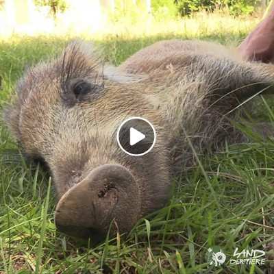 Wildschweinkind Pippa im Land der Tiere