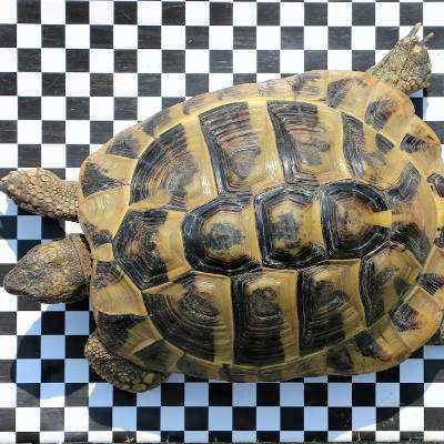 Griechische Landschildkröte gefunden