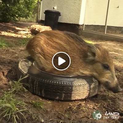 Wildschweinkinder Resi und Pippa im Land der Tiere