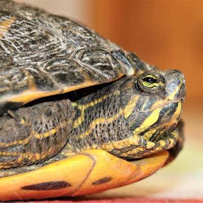 Cumberland-Schmuckschildkröte gefunden