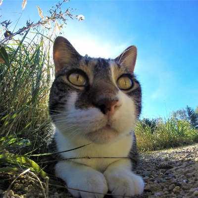 Kater Klaus im Land der Tiere