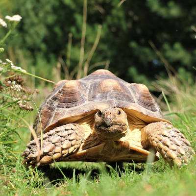 Spornschildkröte Sunny im Land der Tiere