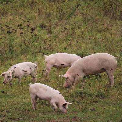 Schweine Anni, Felix, Knut und Helge im Land der Tiere