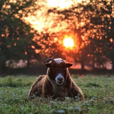 Rita, das alte Schaf im Land der Tiere