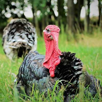 Puter Kurti, gerettet lebt er nun auf dem veganen Lebenshof in Norddeutschland im Land der Tiere