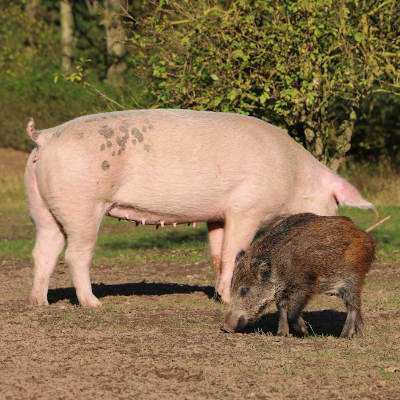 Rosalie & Pippa im Land der Tiere