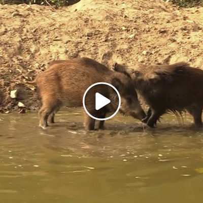 Wildschweinkinder Resi & Pippa im Land der Tiere