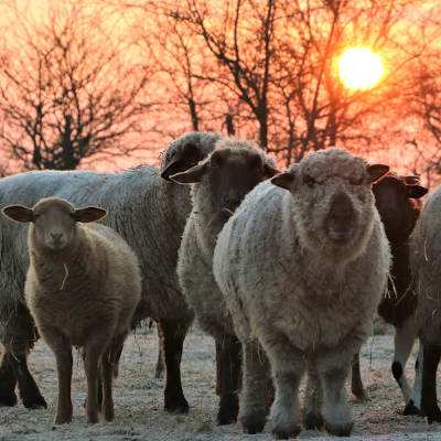 Schade im Winter im Land der Tiere