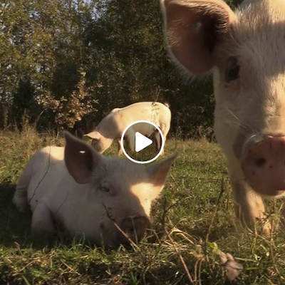 Schwein Archive Seite 3 Von 7 Land Der Tiere