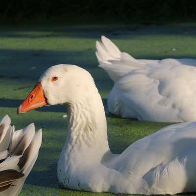 Gänsepatenschaft statt Weihnachtsbraten