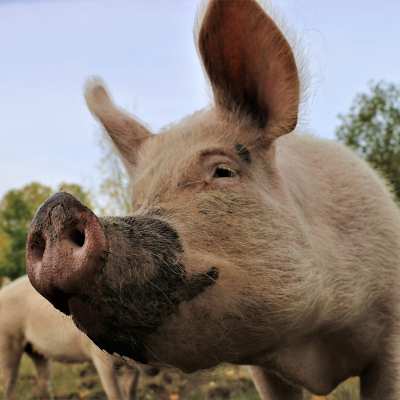 Paulines Herbstbuddelmatschrüssel im Land der Tiere