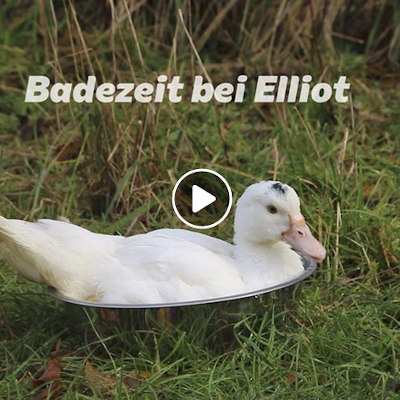 Badezeit bei Babyente Elliot