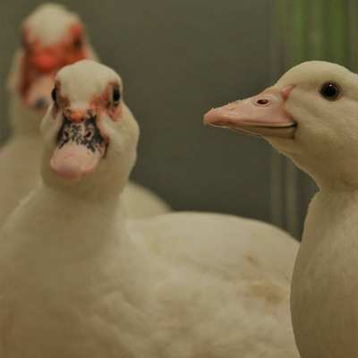 Elliot und seine Eltern, gerettete Enten im Land der Tiere