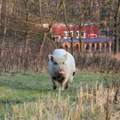 Lilli beim Winterspaziergang im Land der Tiere