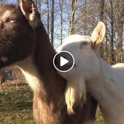 Lohreley und Bärta, gerettete Ziegen im Land der Tiere