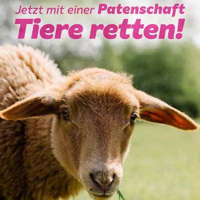 Wie wär's mit einem Patenschaf?