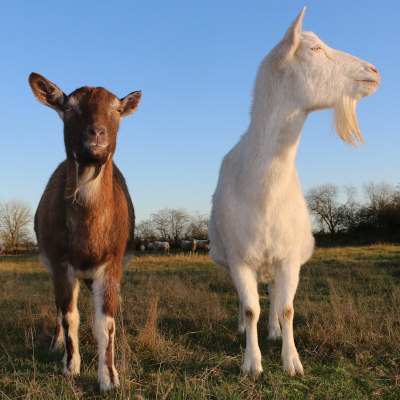 Lohreley und Bärta, gerettete Ziegen im Land der Tiere