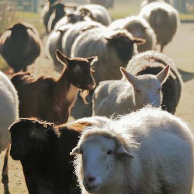 Lohreley und Bärta, gerettete Ziegen im Land der Tiere