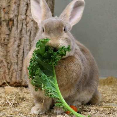 Pfefferminza, gerettetes Kaninchen im Land der Tiere