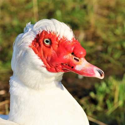 Warzenenterich Edgar im Land der Tiere