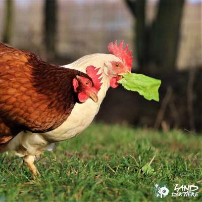 Matinka und Matrix, gerettete Hühner im Land der Tiere