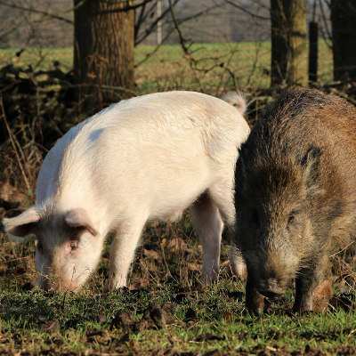 Felix & Pippa im Land der Tiere