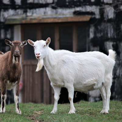 Ziege Bärta im Land der Tiere