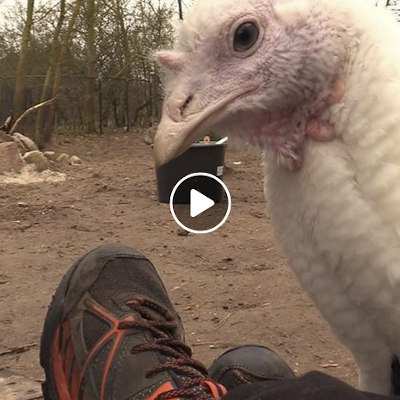 Pute Emily im Land der Tiere