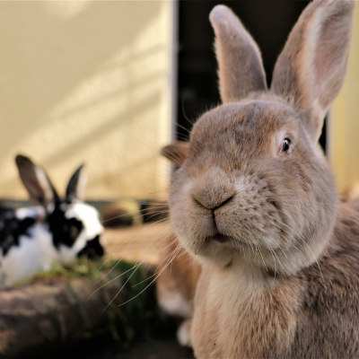 Petrasilia, Pfefferminza & Herr Möhritz, gerettete Kaninchen im Land der Tiere