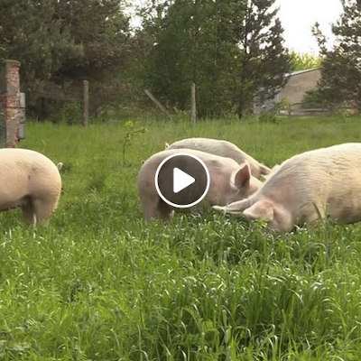 Wer ernten will, muss säen: Arbeit im Schweineland