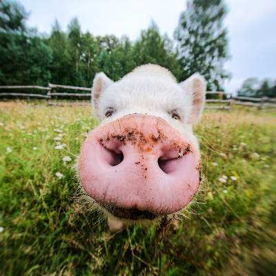 Rosa Rüssel in grüner Wiese im Land der Tiere
