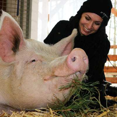 Gute Nachrichten aus der Schweine-Krankenstation: Anni läuft wieder!